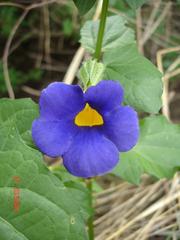 Thunbergia petersiana