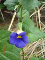Thunbergia petersiana
