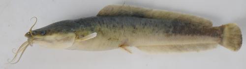 Sharptooth Catfish