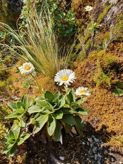 Celmisia hieraciifolia