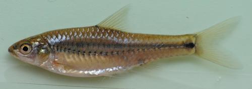 Line-spotted barb (Enteromius lineomaculatus) — Cyprinidae — 3