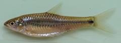 Enteromius lineomaculatus