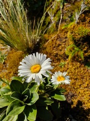Celmisia hieraciifolia