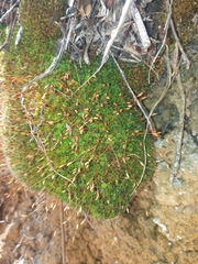 Leptostomum macrocarpum