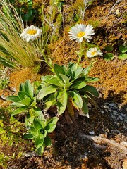 Celmisia hieraciifolia