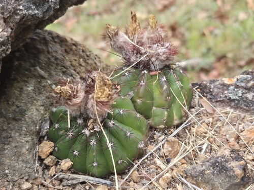 Parodia ottonis