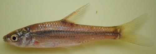 Straightfin Barb