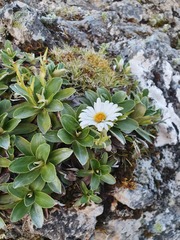 Celmisia hieraciifolia