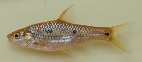 Threespot Barb