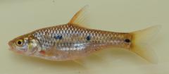 Enteromius trimaculatus