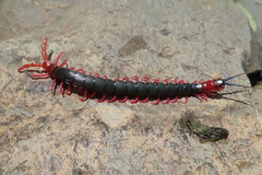 Cormocephalus nitidus