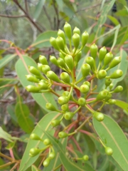 Corymbia gummifera