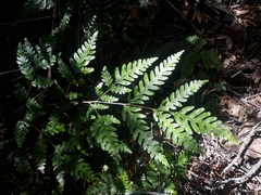 Pteris carsei