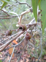 Corymbia gummifera