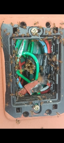 Narrow Stingless Bee