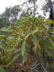 Corymbia gummifera