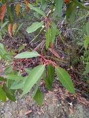 Corymbia gummifera