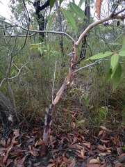 Corymbia gummifera