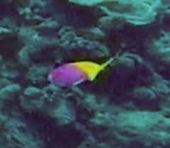 Mirolabrichthys evansi