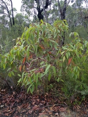Corymbia gummifera
