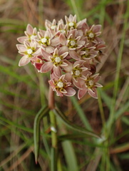 Asclepias flexuosa