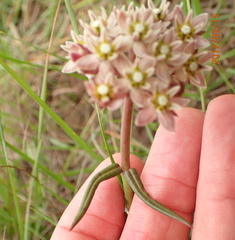 Asclepias flexuosa