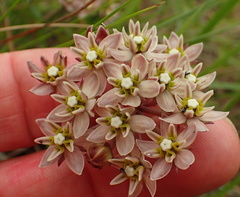 Asclepias flexuosa