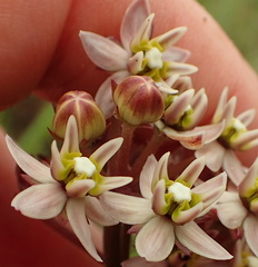 Asclepias flexuosa
