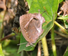 Mahathala ameria