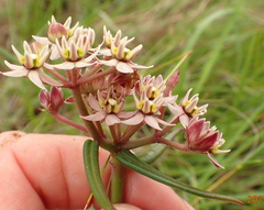 Asclepias flexuosa