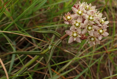 Asclepias flexuosa