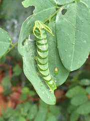 Polyura hebe