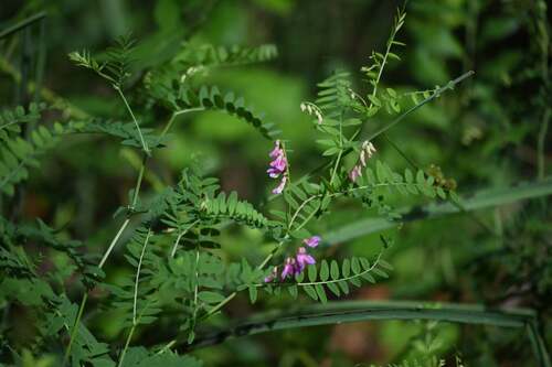Danzig Vetch (Vicia cassubica)