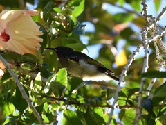 Myzomela jugularis