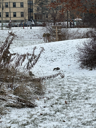 Eastern Gray Squirrel