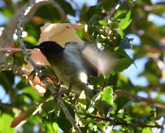 Myzomela jugularis