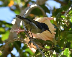 Myzomela jugularis