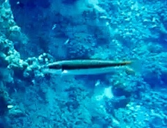 Thalassoma amblycephalus