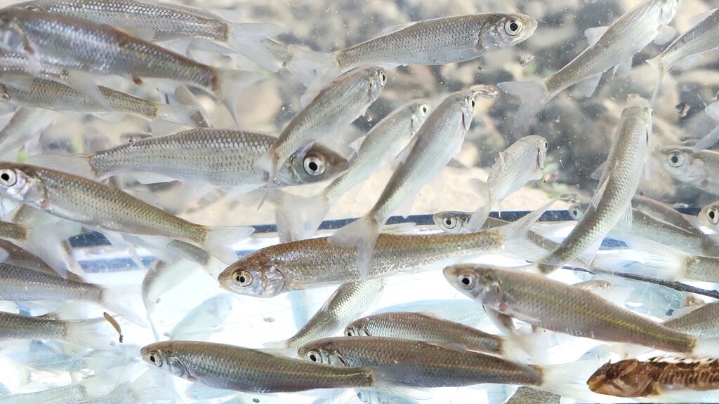 Peloponnese Chub