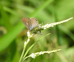 Catopyrops florinda