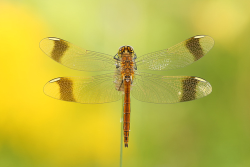 Banded Darter