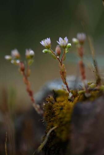 Sedum pentandrum