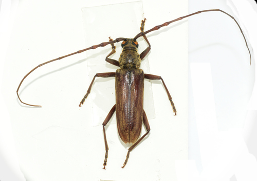 Pachydissus intermedius
