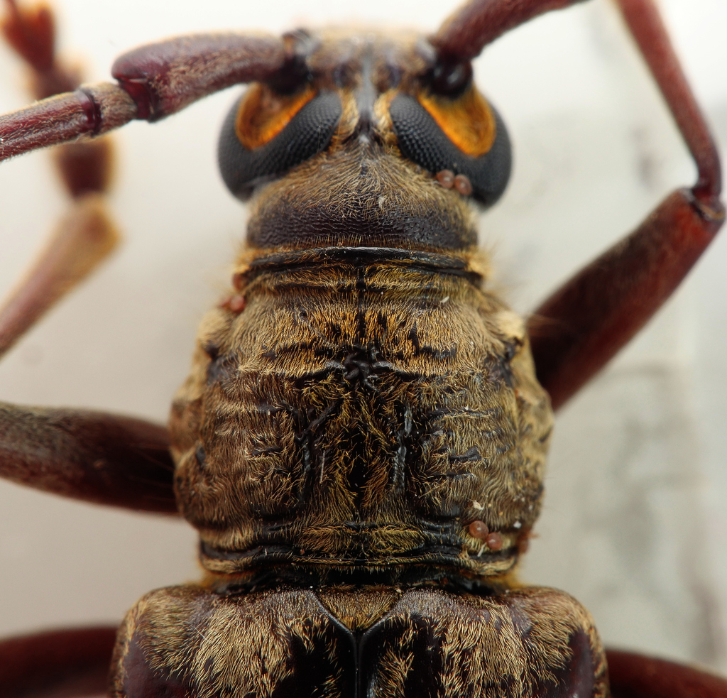 Pachydissus
