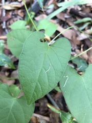 Ipomoea plebeia