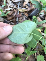 Ipomoea plebeia