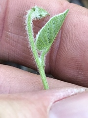 Ipomoea plebeia
