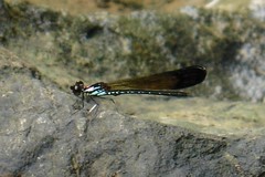 Heliocypha biforata