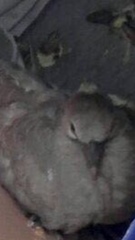 Streptopelia decaocto