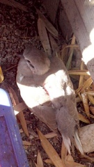 Streptopelia decaocto